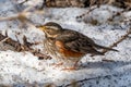 Redwing on the snow