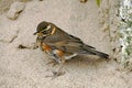 Redwing by Sutton on Sea, England, in October, 2023. Royalty Free Stock Photo