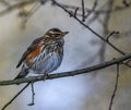 Redwing