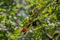 Redwing feeding on Rowan tree berrie