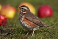 Redwing - Turdus iliacus