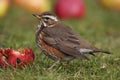Redwing - Turdus iliacus Royalty Free Stock Photo