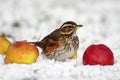 Redwing - Turdus iliacus Royalty Free Stock Photo