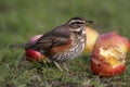 Redwing - Turdus iliacus Royalty Free Stock Photo