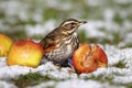 Redwing - Turdus iliacus Royalty Free Stock Photo
