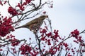 Redwing (Turdus iliacus)