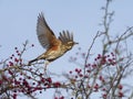 Redwing, Turdus iliacus