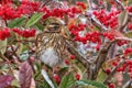 Redwing - Turdus iliacus resting in a Cotoneaster Tree. Royalty Free Stock Photo