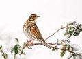 Redwing - Turdus iliacus resting in a a snow covered garden tree.. Royalty Free Stock Photo