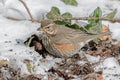 RedWing Royalty Free Stock Photo