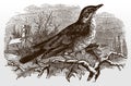 Redwing, turdus iliacus sitting on a branch in front of a church building