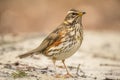 Redwing, Turdus iliacus