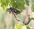 Redwinged Blackbird Fledgling Begs Mother for Food