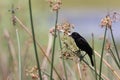 Redwinged Blackbird Myakka River State Park Florida USA