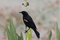 Redwinged Blackbird Orlando Wetlands Park Florida USA