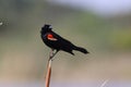 Redwinged Blackbird Orlando Wetlands Park Florida USA