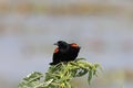 Redwinged Blackbird Orlando Wetlands Park Florida USA