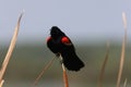 Redwinged Blackbird Orlando Wetlands Park Florida USA