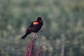 Redwinged Blackbird perched on a flower in a field on a blurred background Royalty Free Stock Photo