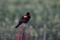 Redwinged Blackbird perched on a flower in a field on a blurred background