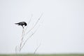 Redwinged blackbird perched in a tree with blue sky background