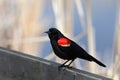 A Redwinged blackbird sits on a wooden rail