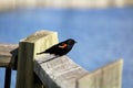 A Redwinged blackbird sits on a wooden rail