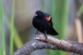 Redwinged Blackbird Venice Area Audubon Society Florida Royalty Free Stock Photo