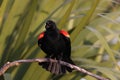 Redwinged Blackbird-Viera Wetlands Florida USA