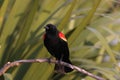 Redwinged Blackbird-Viera Wetlands Florida USA