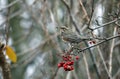 Redwings feeding on the rowan berries Royalty Free Stock Photo