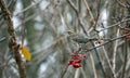 Redwings feeding on the rowan berries Royalty Free Stock Photo