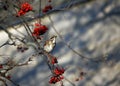 Redwings feeding on the winter rowan berries Royalty Free Stock Photo