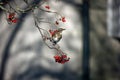 Redwings feeding on the winter rowan berries Royalty Free Stock Photo