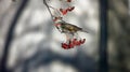 Redwings feeding on the winter rowan berries Royalty Free Stock Photo