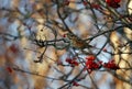 Redwings feeding on the winter rowan berries Royalty Free Stock Photo