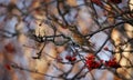 Redwings feeding on the winter rowan berries Royalty Free Stock Photo