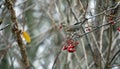 Redwings feeding on the rowan berries Royalty Free Stock Photo