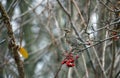 Redwings feeding on the rowan berries Royalty Free Stock Photo