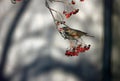 Redwings feeding on the winter rowan berries Royalty Free Stock Photo