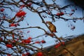 Redwings feeding on the winter rowan berries Royalty Free Stock Photo