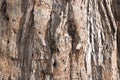 Redwood bark background Royalty Free Stock Photo