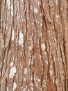 Redwood Bark Background Royalty Free Stock Photo