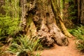 Redwood Burls