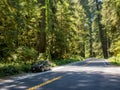 Offroad car on road in forest Redwood, California USA Royalty Free Stock Photo