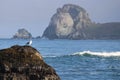Redwood Coast Seagull and Rocky Pacific Ocean Royalty Free Stock Photo