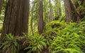 Redwood & Fern Hillside