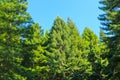 Redwood foliage against a blue sky