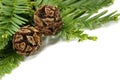 Redwood foliage and cones against a white background Royalty Free Stock Photo