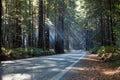 Redwood forest Royalty Free Stock Photo